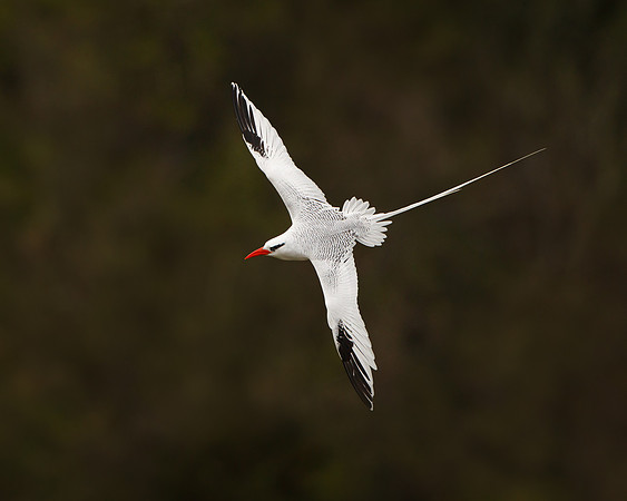Red-billed Tropicbird