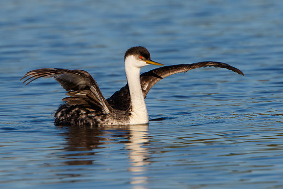 Western Grebe with wings outstretched