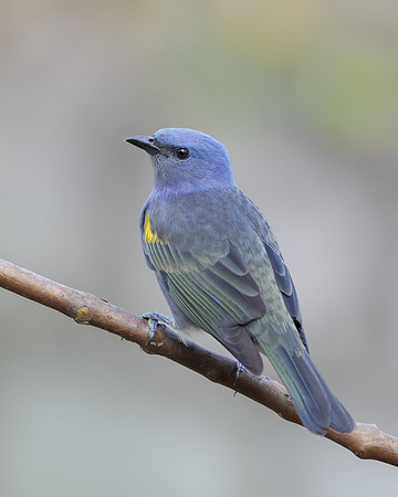 Golden-chevroned Tanager