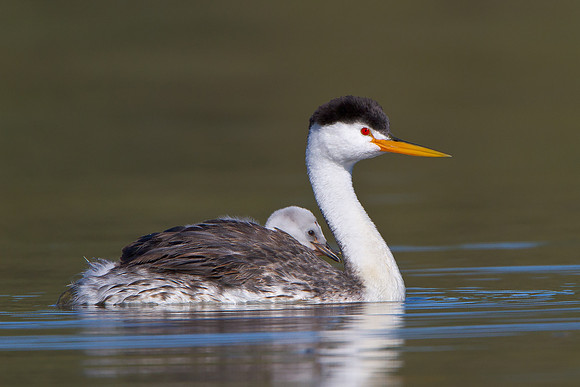 Clark's Grebe, with chick riding atop parent
