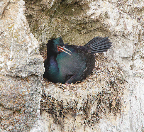 Pelagic Cormorant, at nest