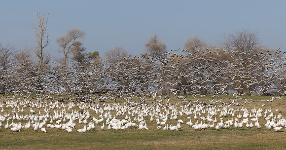 Ross's and Snow Geese