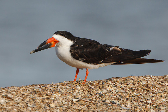 Black Skimmer