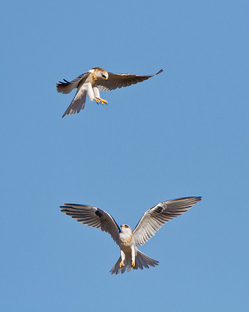 White-tailed Kites, juveniles bickering