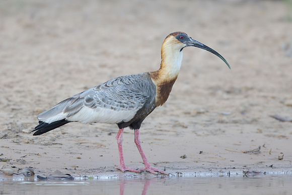 Buff-necked Ibis