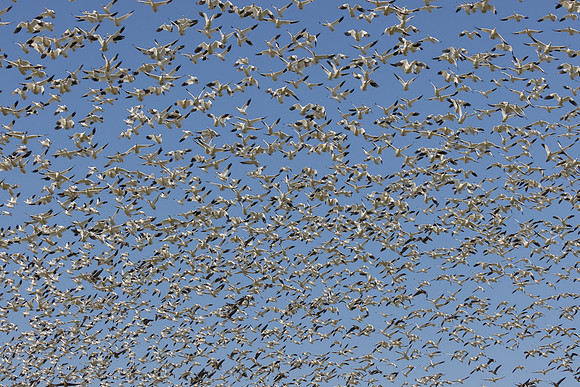 Ross's and Snow Geese