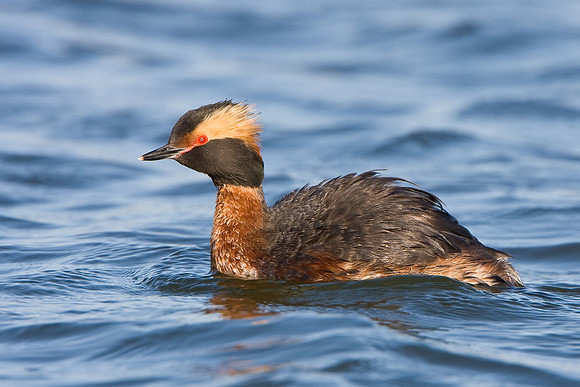 Horned Grebe