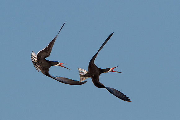 Black Skimmers
