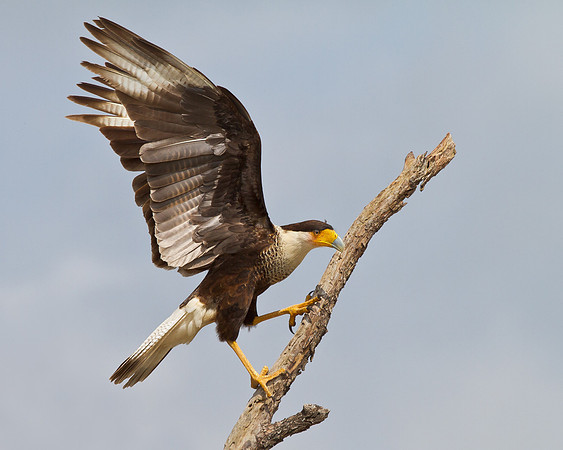 Crested Caracara with wings upraised