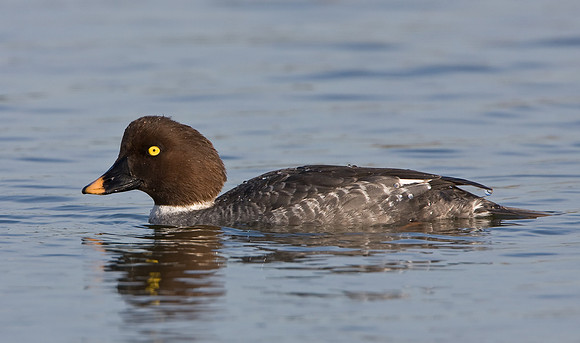 Female Common Goldeneye