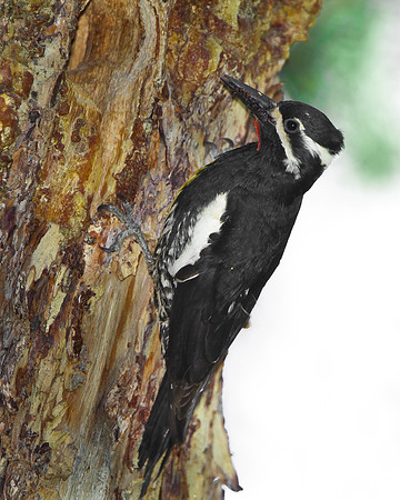 Williamson's Sapsucker, at nest hole