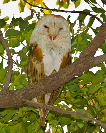Barn Owl
