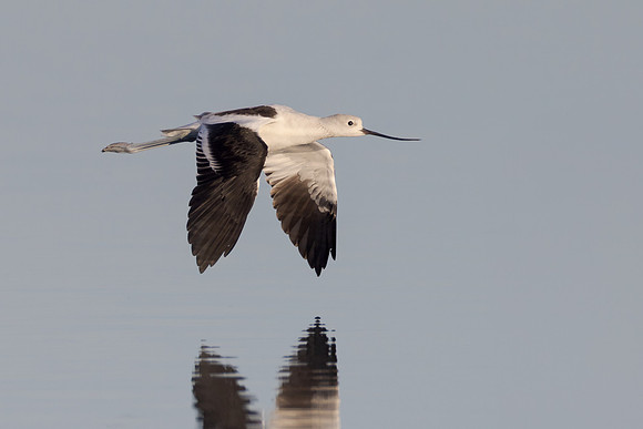 American Avocet