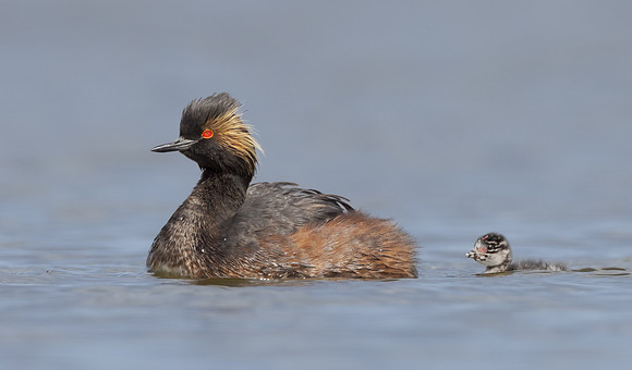 Eared Grebes, with chick