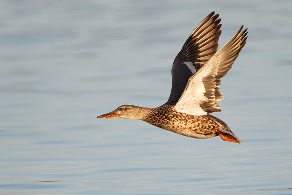 Northern Shoveler, femaie in flight