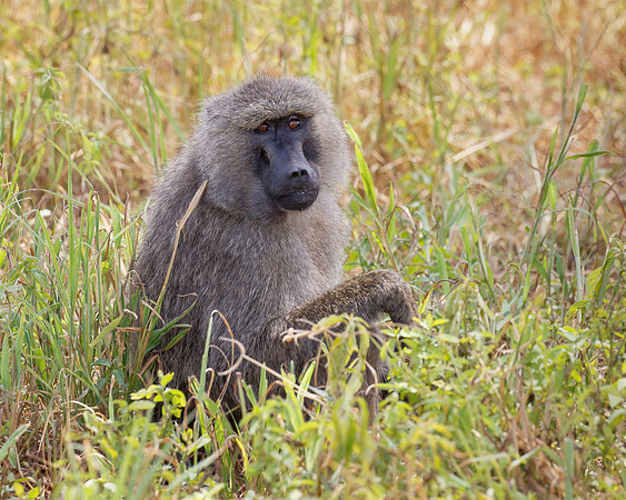 Baboon