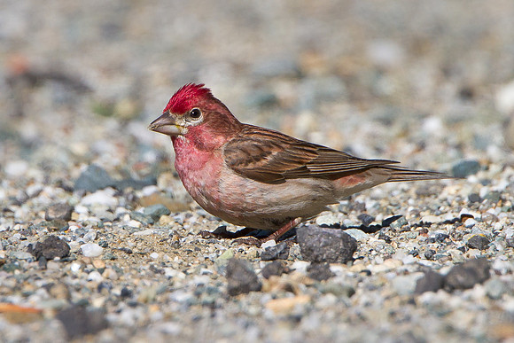 Cassin's Finch