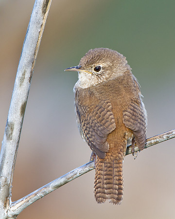 House Wren