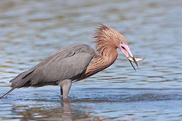 Reddish Egret, with fish