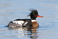 Red-breasted Merganser, male