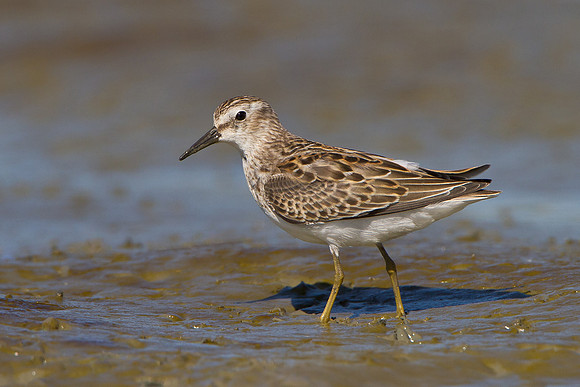 Least Sandpiper