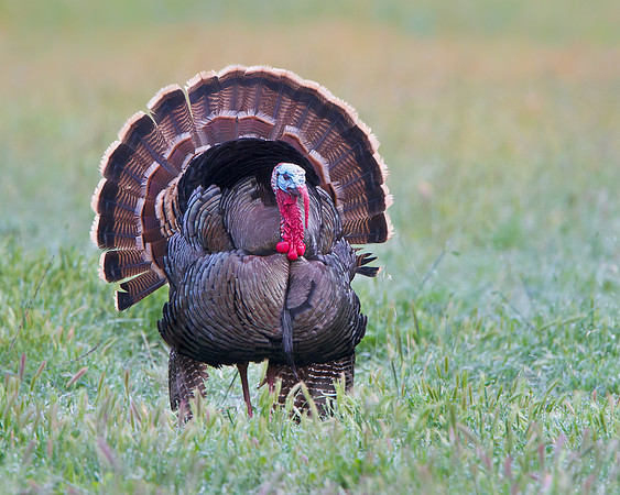 Wild Turkey