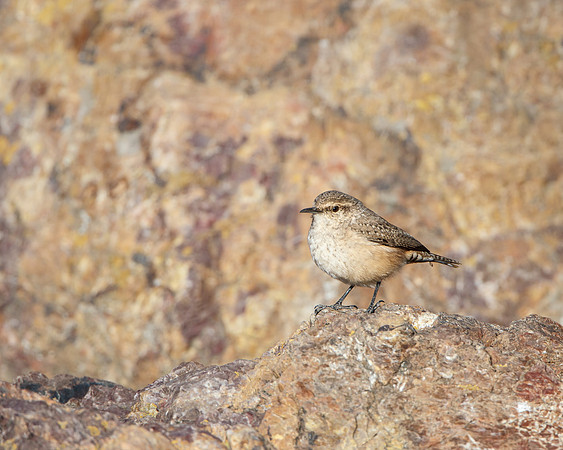 Rock Wren