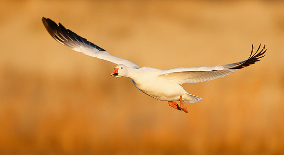 Snow Goose