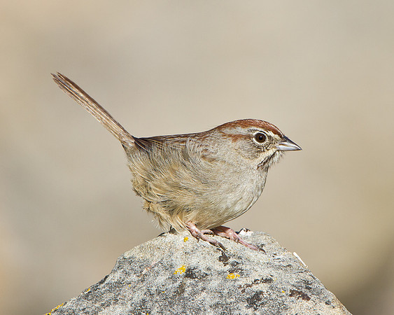Rufous-crowned Sparrow