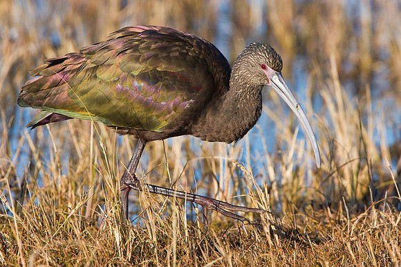 White-faced Ibis
