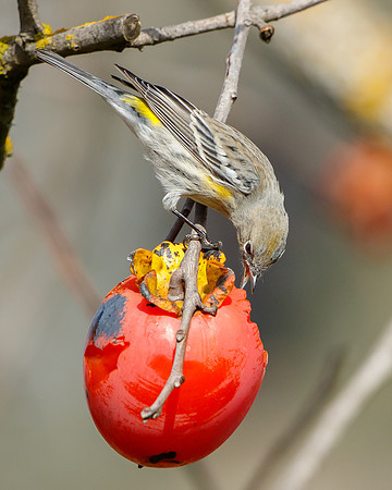 Yellow-rumped Warbler, feeding on persimmons