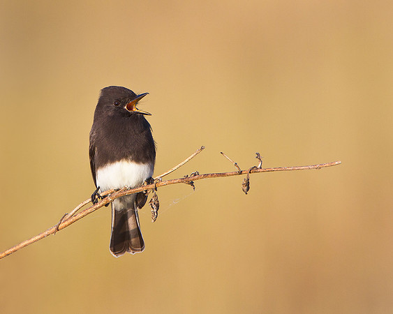 Black Phoebe calling/singing