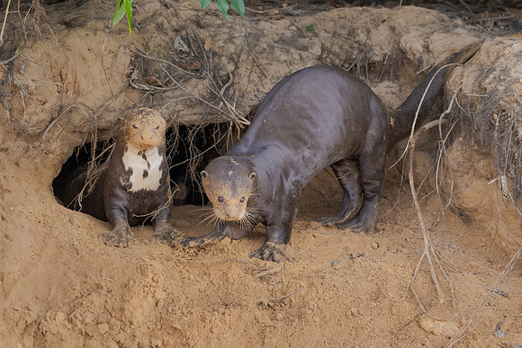 Giant Otter