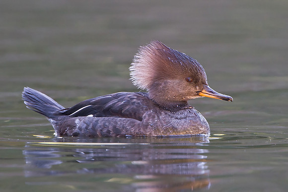 Hooded Merganser, female