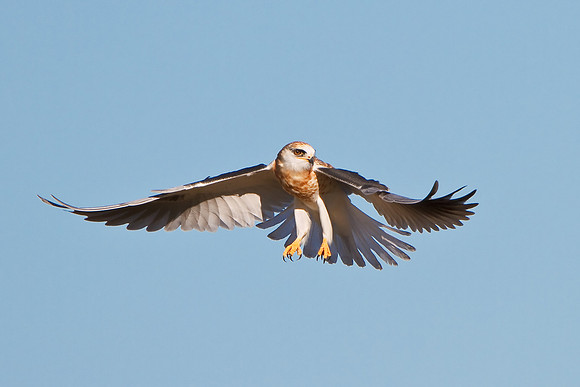 White-tailed Kite, juvenile hovering