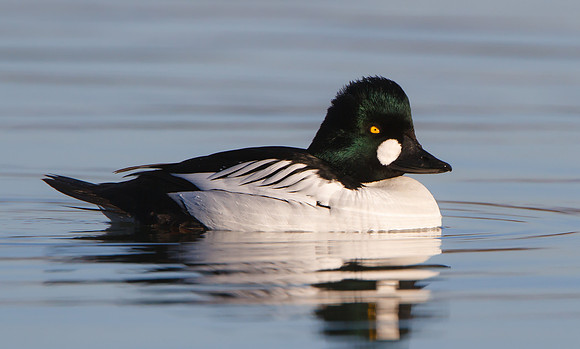 Common Goldeneye, male