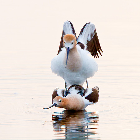 American Avocets, mating