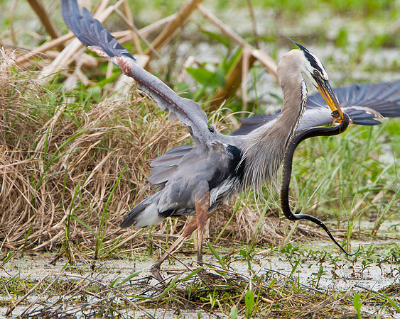 Great Blue Heron in battle with snake