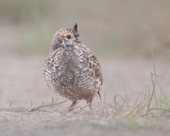 California Quail, chick