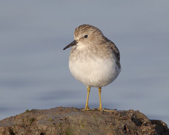 Least Sandpiper