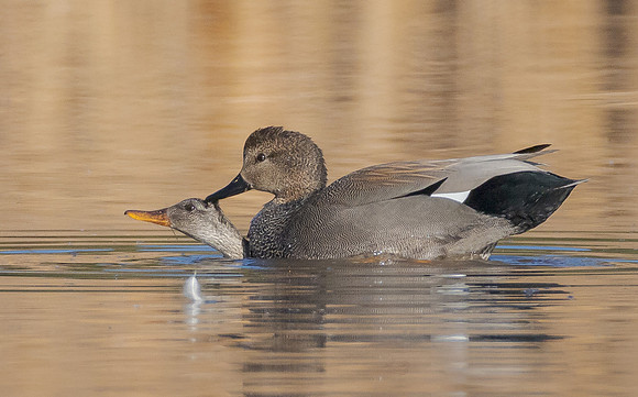 Gadwalls, mating