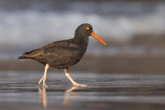 Black Oystercatcher