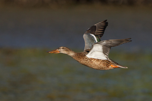 Northern Shoveler, female in flight