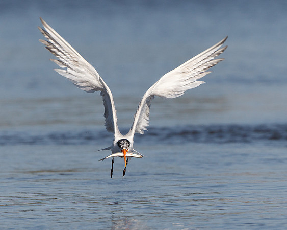 Elegant Tern, with fish