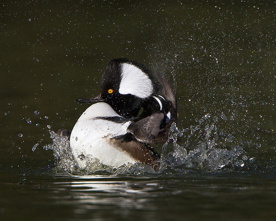 Hooded Merganser, male