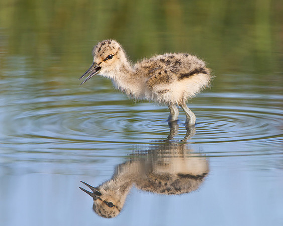 American Avocet, chick