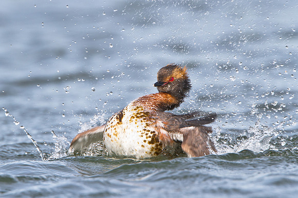 Horned Grebe, splashing