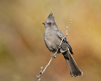 Phainopepla