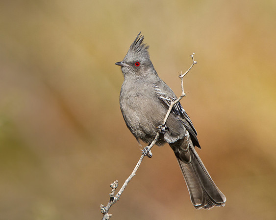 Phainopepla