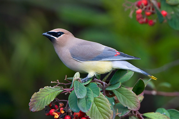 Cedar Waxwing